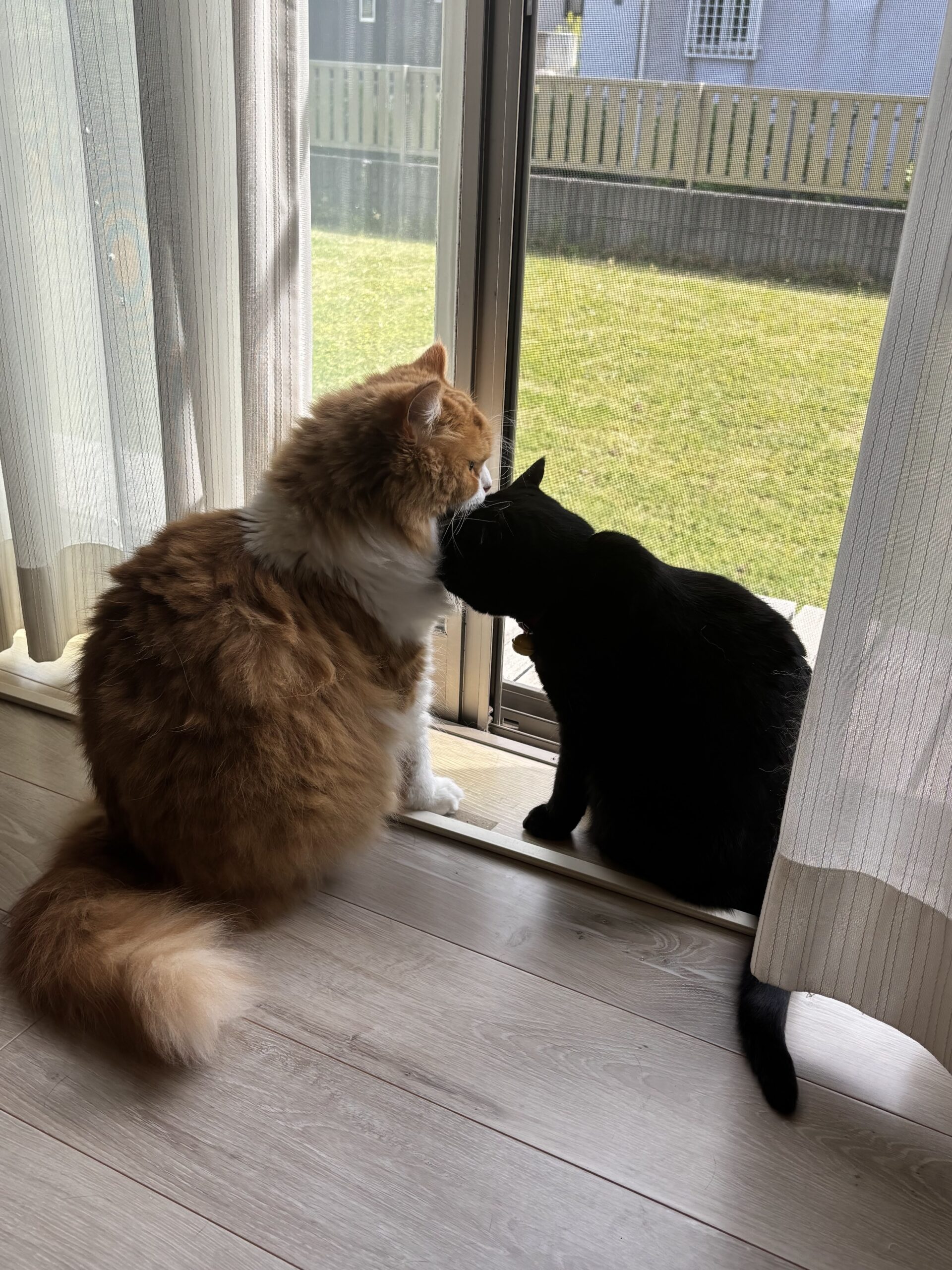 窓の外を見つめる猫2匹