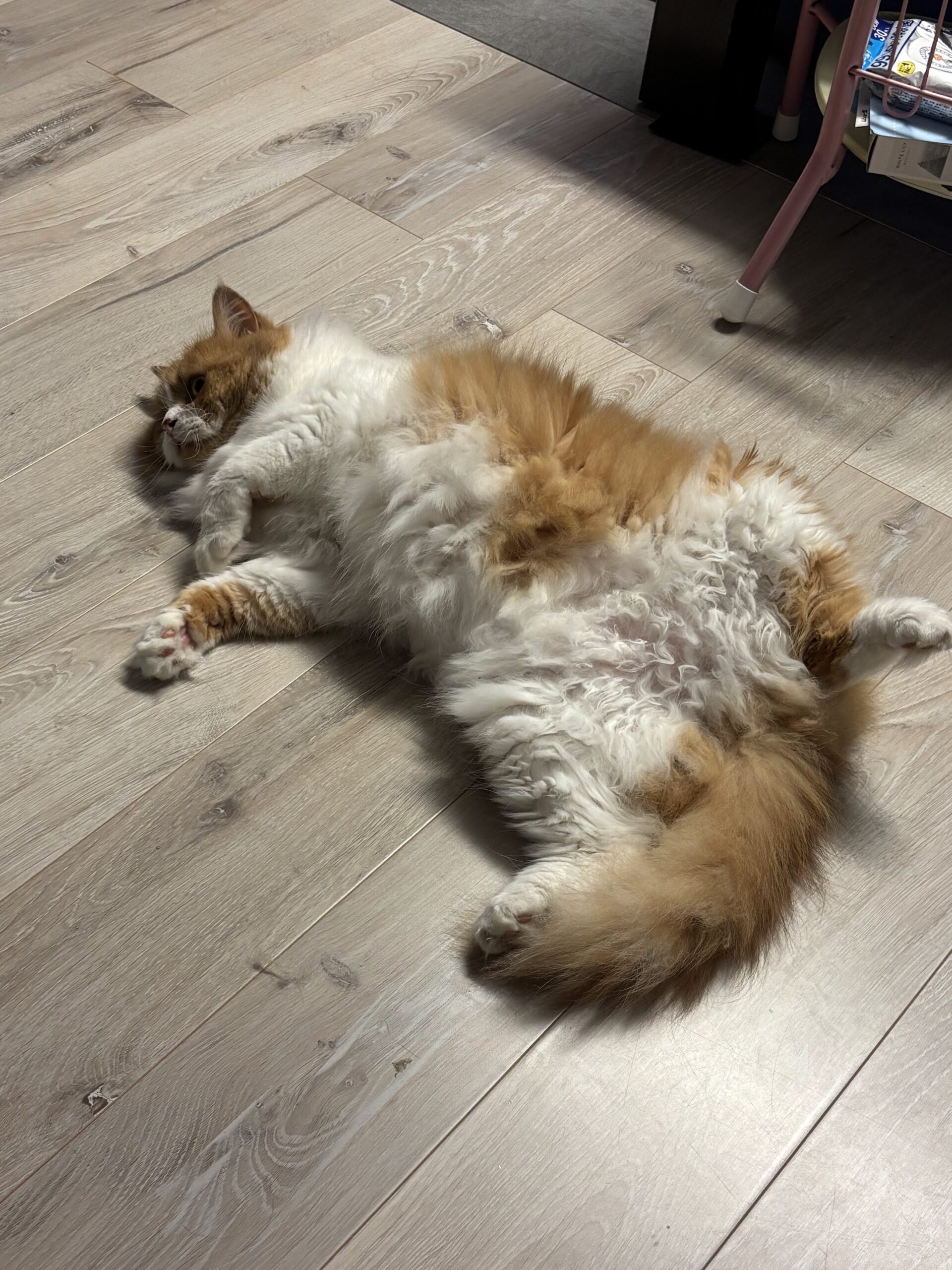 フローリングで伸びきって寝る猫